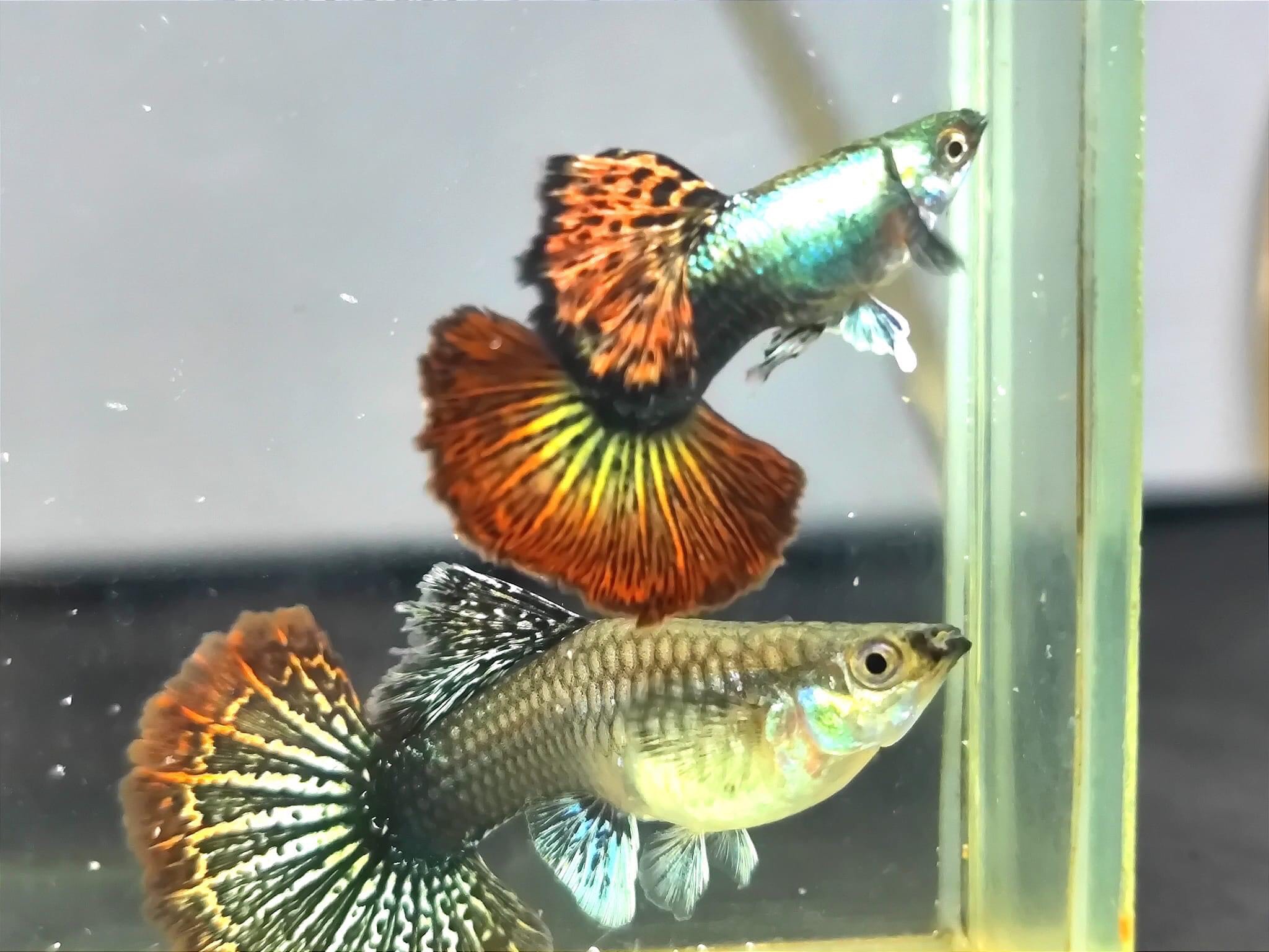 rồng đỏ guupy - 7 màu - trang trí hồ