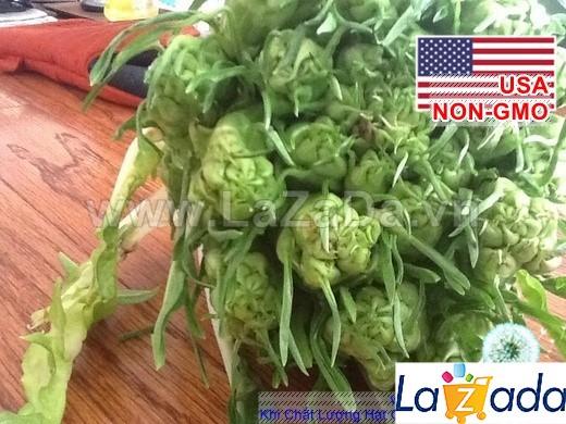 100h Hạt Giống Bồ Công Anh ITALIAN (A2.401| C11*V32*M220)