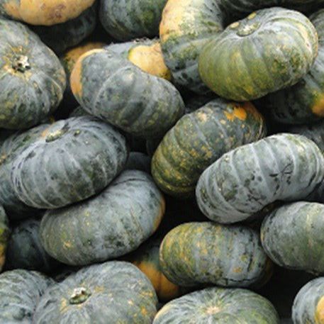 10 Hạt giống bí đỏ tròn lai