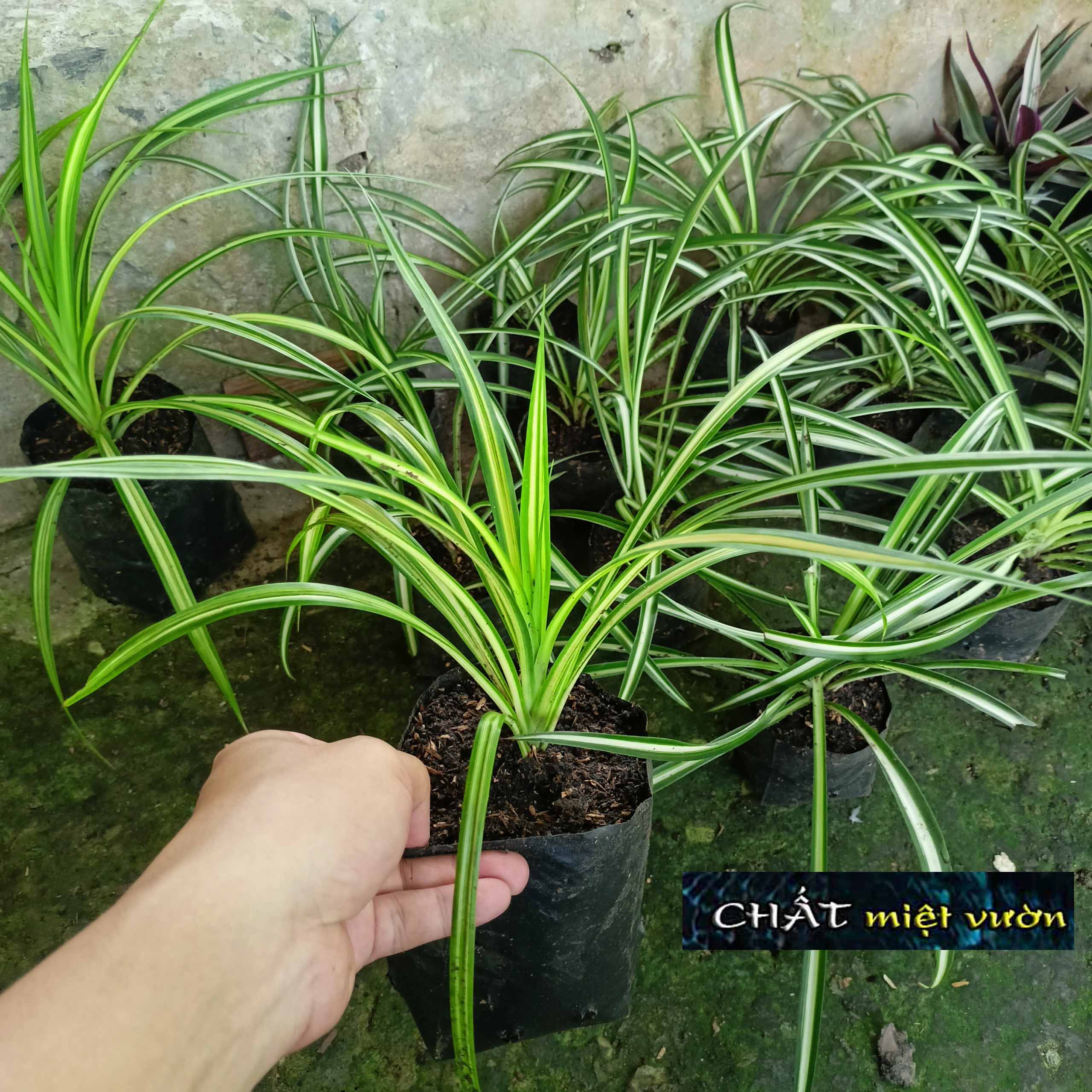 Cỏ mẫu tử giống - cỏ lan chi giống (viền xanh gân trắng)