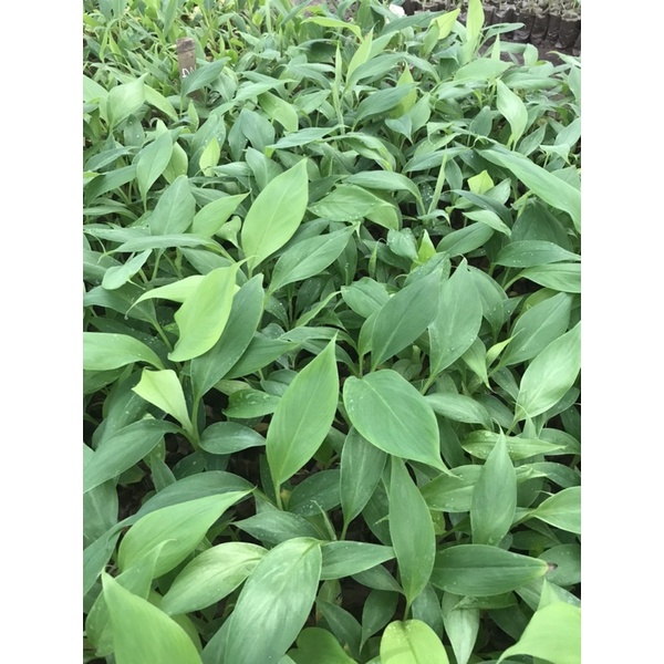 Chuối giống già LaBa (tên Khoa học Musaceae)