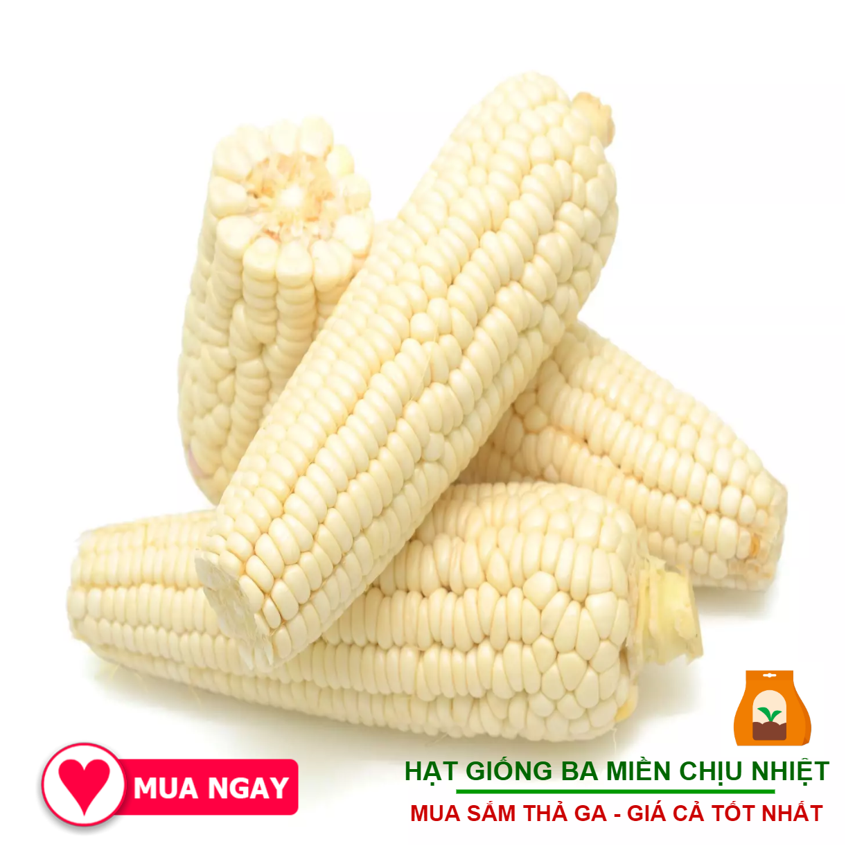 100G - Hạt Giống Bắp Nếp Nù