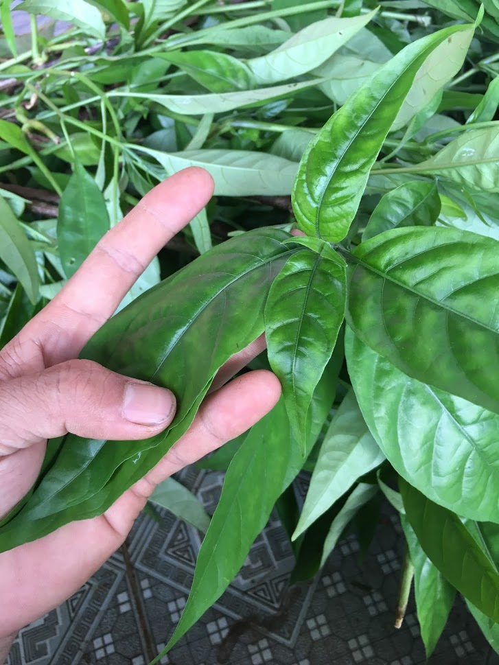 Cây giống hoàn ngọc