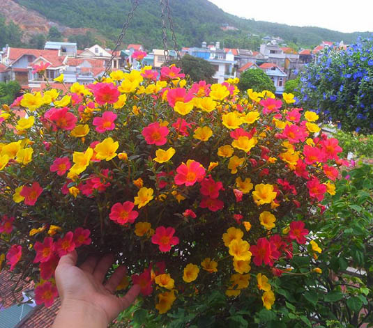 CHẬU HOA SAM MINI SIÊU ĐẸP MIXX ĐỦ MÀU HOA, ĐỦ LOẠI (NHẬT, MỸ , THÁI LAN )