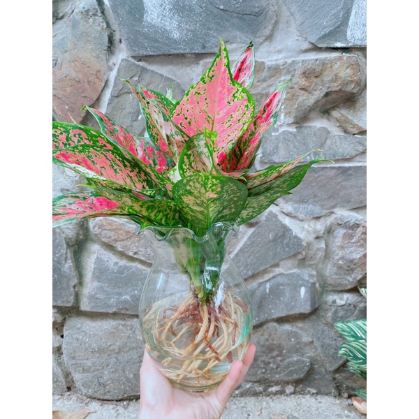 Chậu cây vạn lộc thuỷ sinh