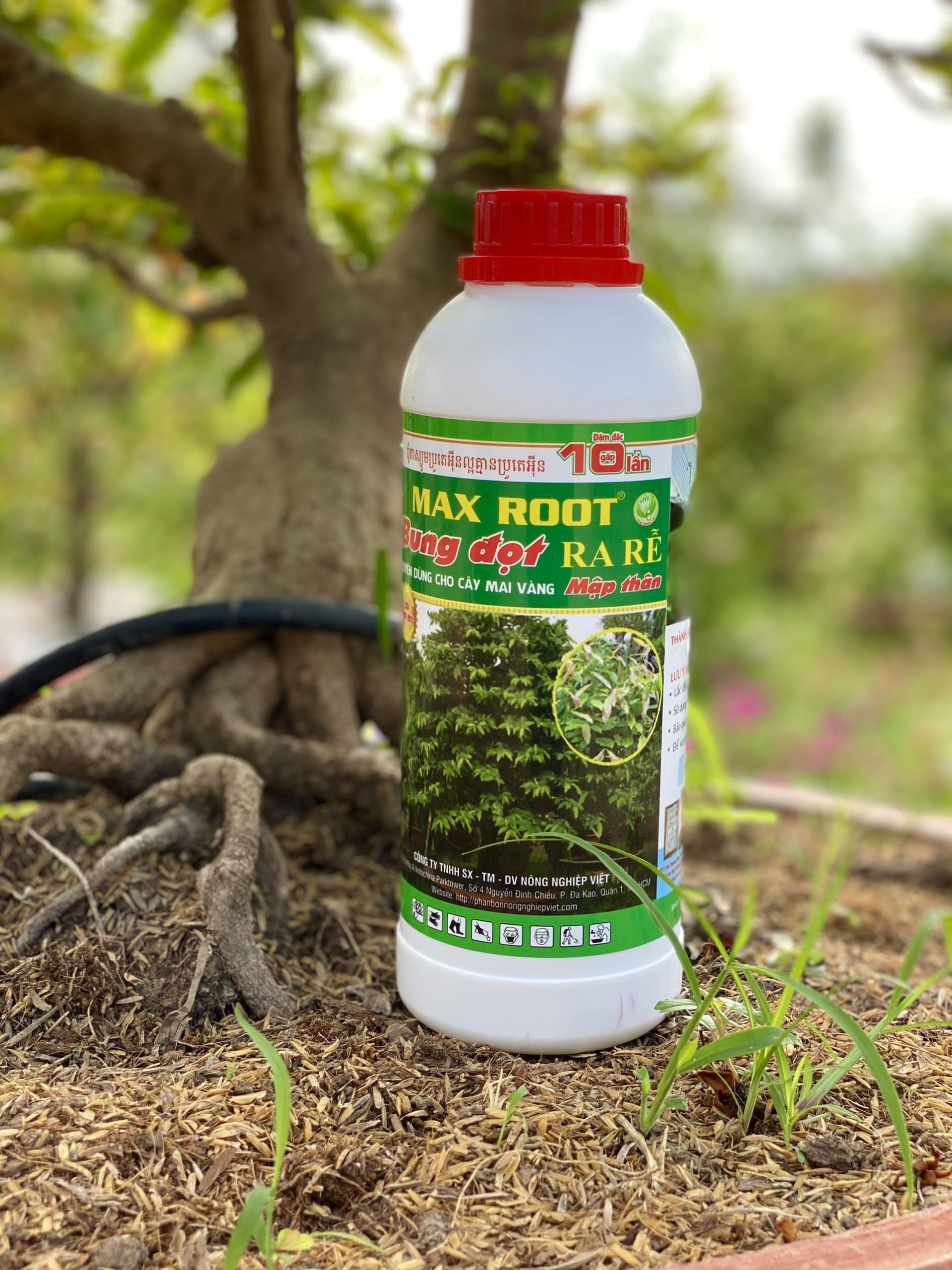 MAX ROOT BUNG ĐỌT RA RỄ MAI VÀNG CHAI 500ML