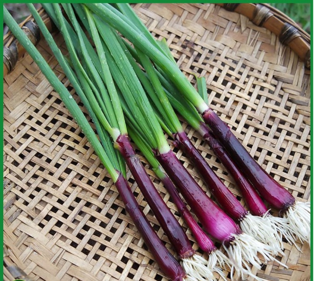 HẠT GIỐNG HÀNH LÁ GỐC TÍM TÚI 1G - DỄ TRỒNG