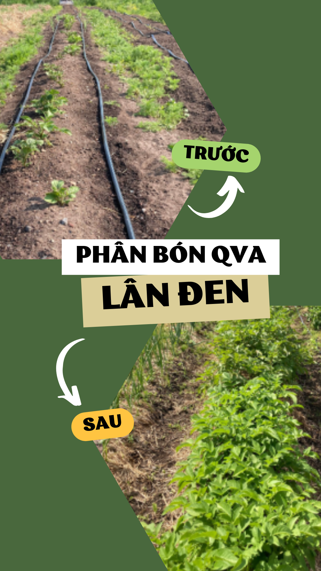 Phân bón LÂN ĐEN Đạm Cá Rong Biển (gói 1KG)