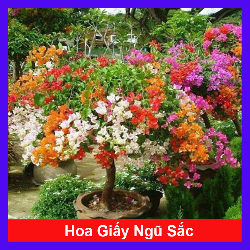 Cây Hoa Giấy Ngũ Sắc - cây cảnh để bàn