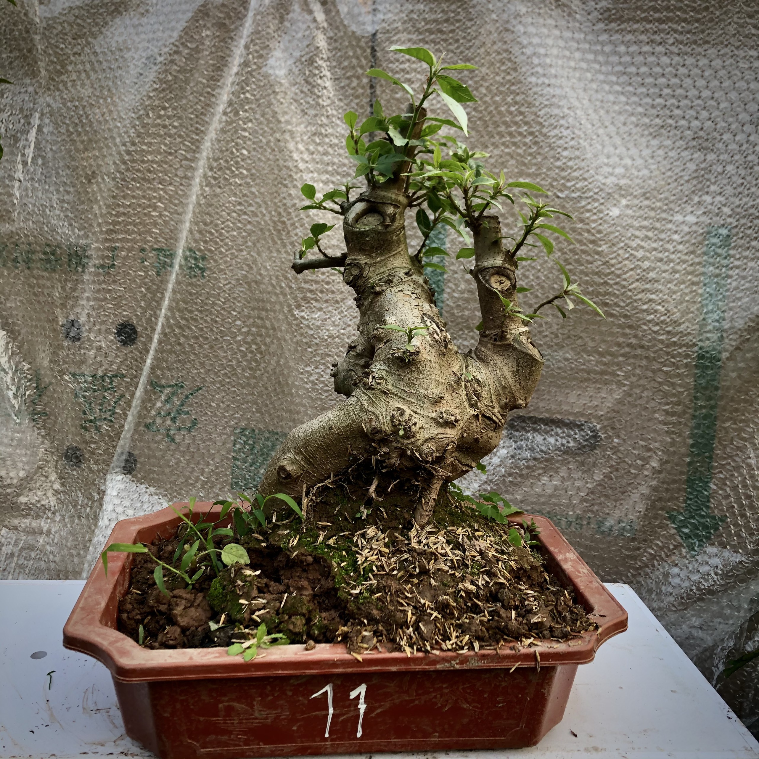 cây sung bonsai (9-18) ảnh thật đã đánh số tùy chọn