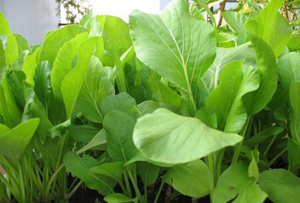 Hạt giống cải ngọt - gói 20 gram