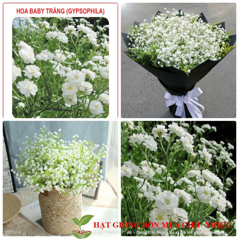 19B Hạt giống Hoa Baby trắng 20 Hạt