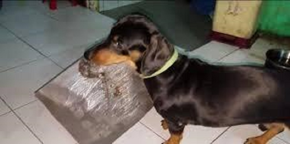 [KEO XỊN] Combo 20 keo dính chuột Keo bẫy chuột (Đã có mồi)