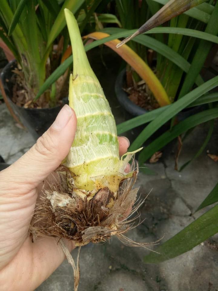 COMBO 3 củ giống địa lan santo hoa Cam ( 3 củ )