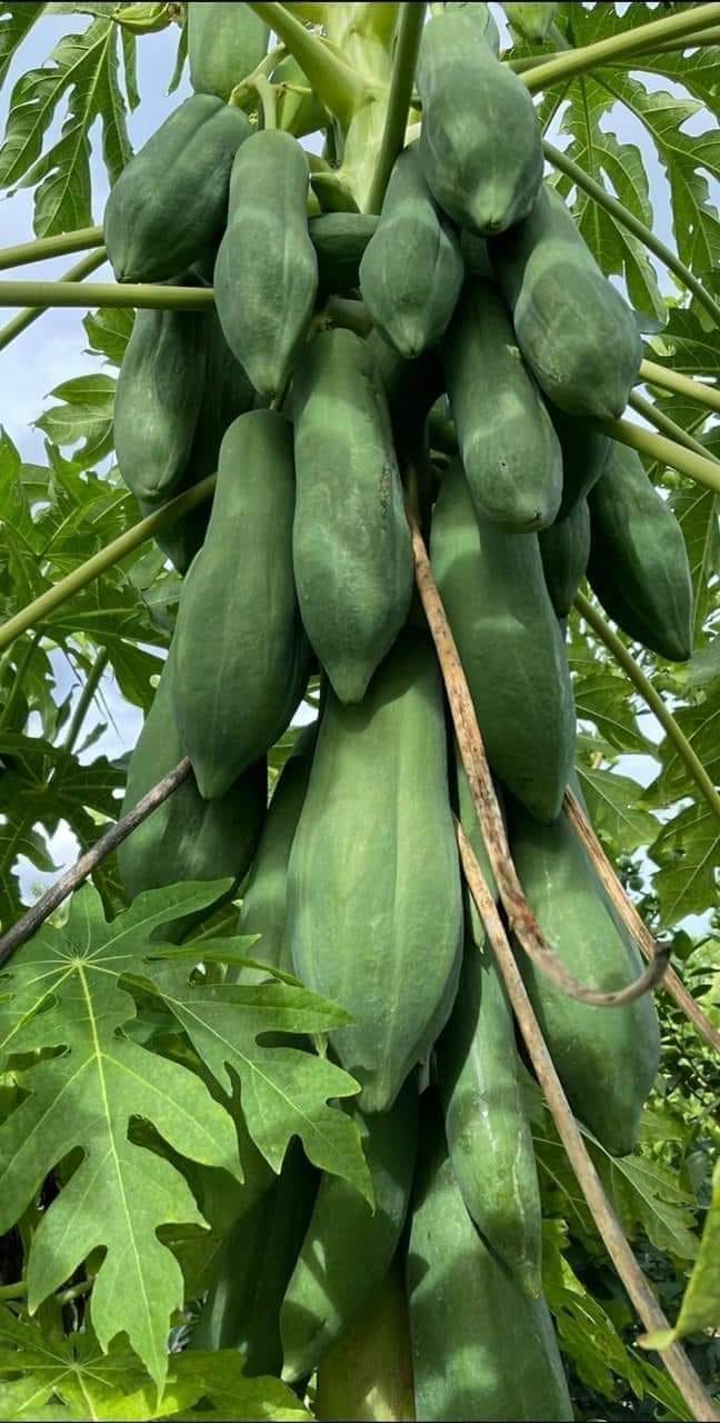 Hạt giống đu đủ lùn Phuket siêu ngọt Thái Lan ( 5Gram= khoảng 150 hạt)