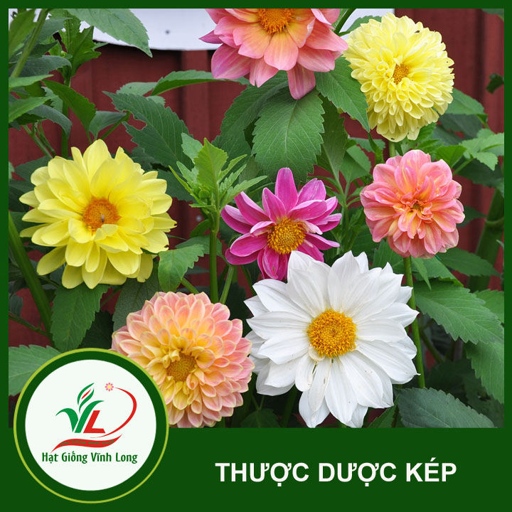 Hạt giống hoa Thược dược kép RD 894 - 0,1g