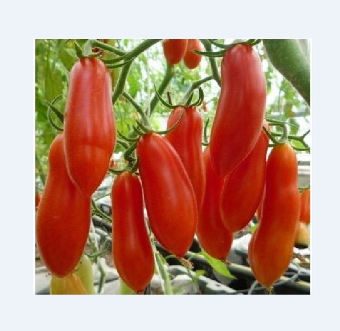 Hạt giống cà chua chuối ( cà chua ngón tay đỏ ) 30 hạt/gói - ( TẶNG gói kích thích hỗ trợ hạt nảy mầm)
