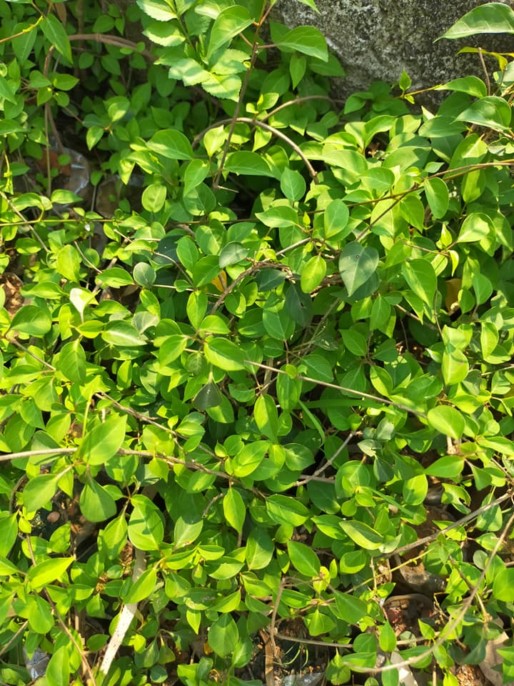 Hạt giống cây lá giang - Gói 10 hạt