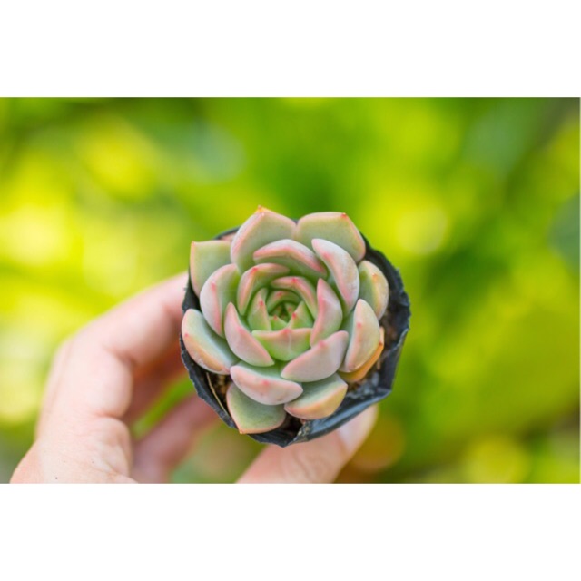 Sen đá kim lam 3-5cm - Vườn sen đá