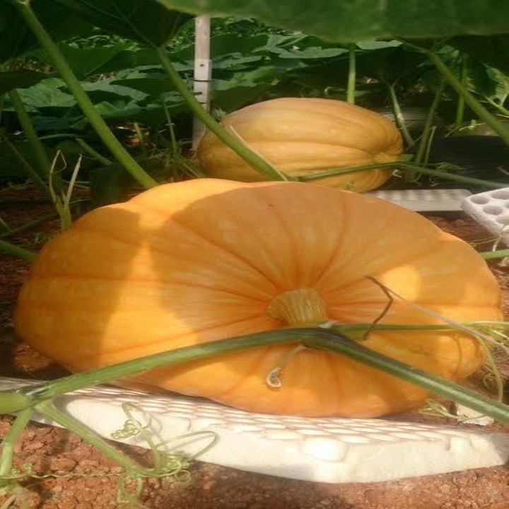10 Hạt Giống Bí Ngô Khổng Lồ