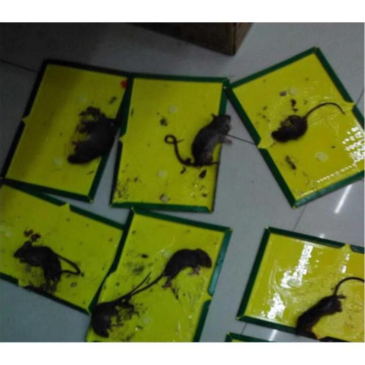 Keo dính bẫy chuột siêu dính Sticky Mouse Board
