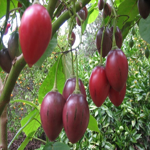 "Gói 10 Hạt " Hạt giống cà chua thân gỗ tamarillo