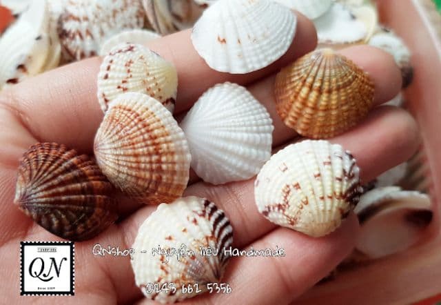 vỏ ốc biển cỡ nhỏ