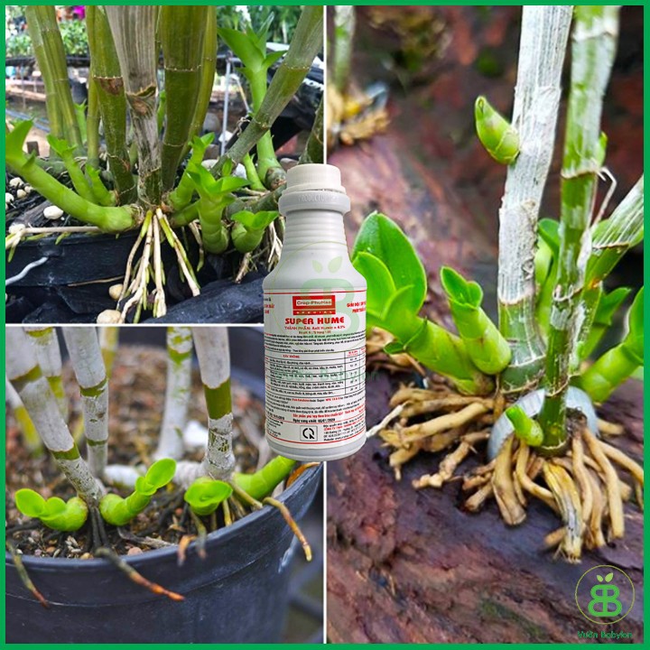 Phân Bón Lá Humic SUPER HUME Chai 250ml Mỹ