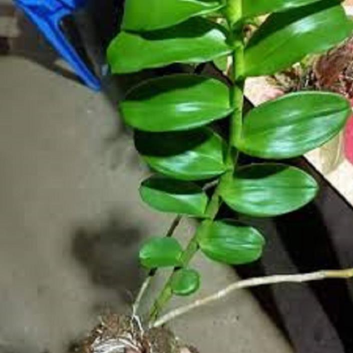 [FREESHIP - Xả Khô Máu] Hoa lan phi điệp- mít xuân sơn(cây cao 25cm)+ 700g phân thỏ hữu cơ