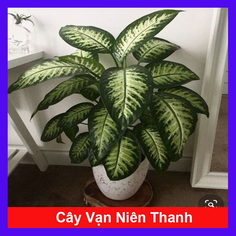 Cây Vạn Niên Thanh - Cây cảnh trong nhà + Tặng phân bón cho cây