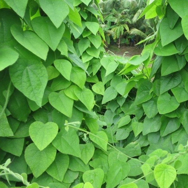 Hạt giống sương sâm
