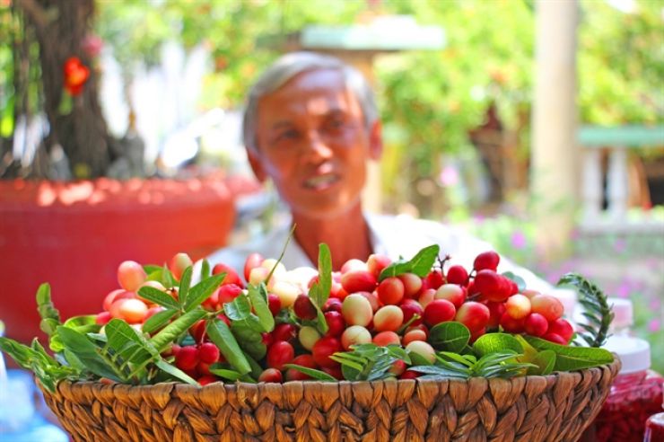 Cây Siro cao 30cm (ảnh thật)