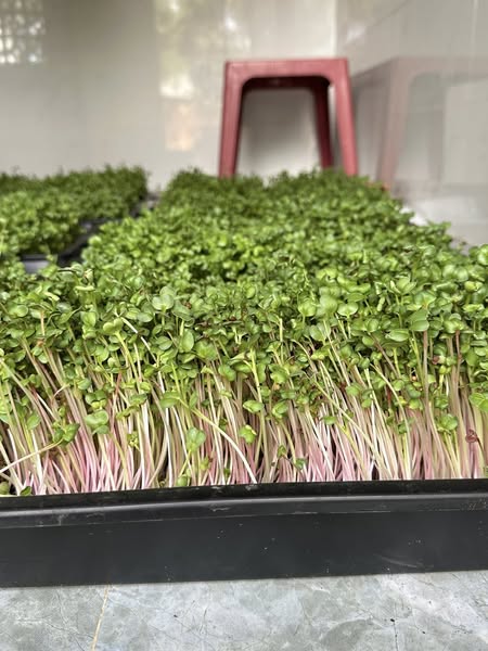 Hạt giống mầm củ cải đỏ