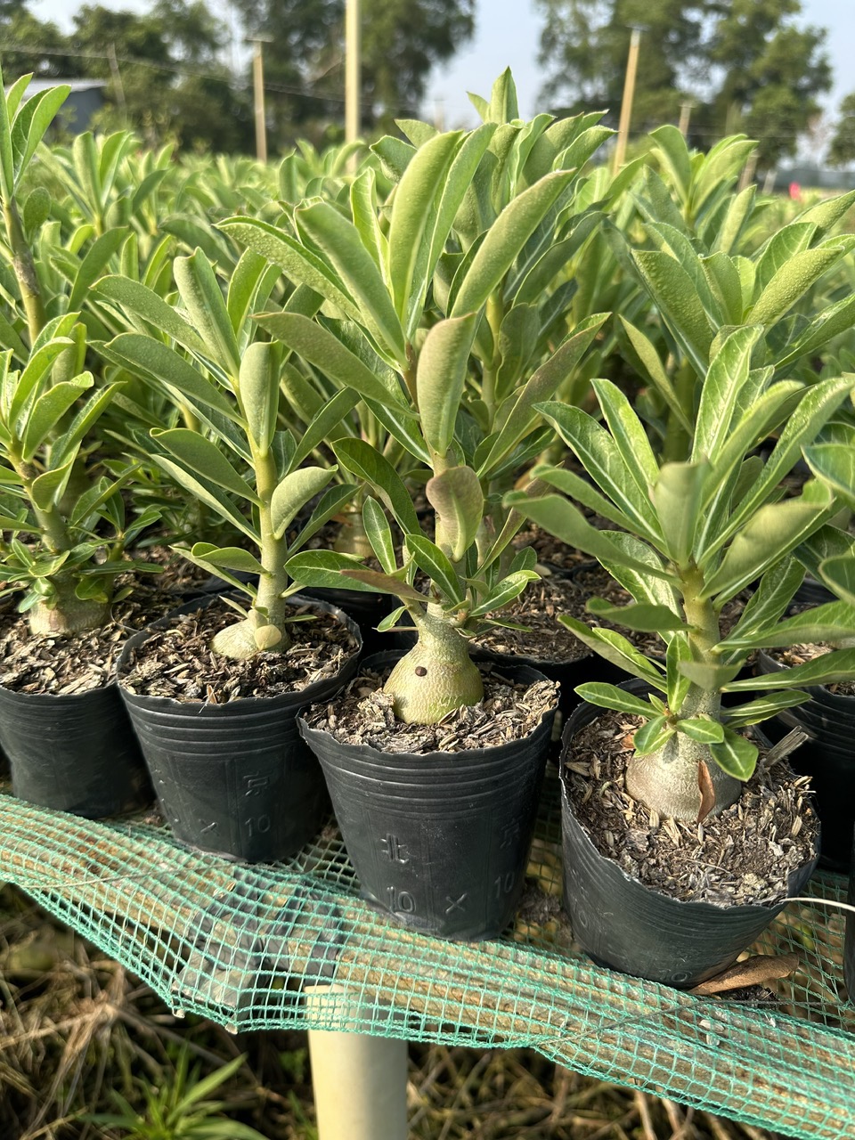 Combo 5 cây sứ thái giống gieo hạt