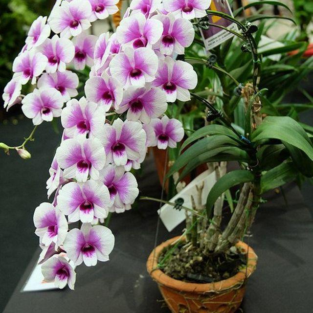 Cây Lan Dendro YaYa Mini Siêu Siêng Hoa, Cực dễ chăm