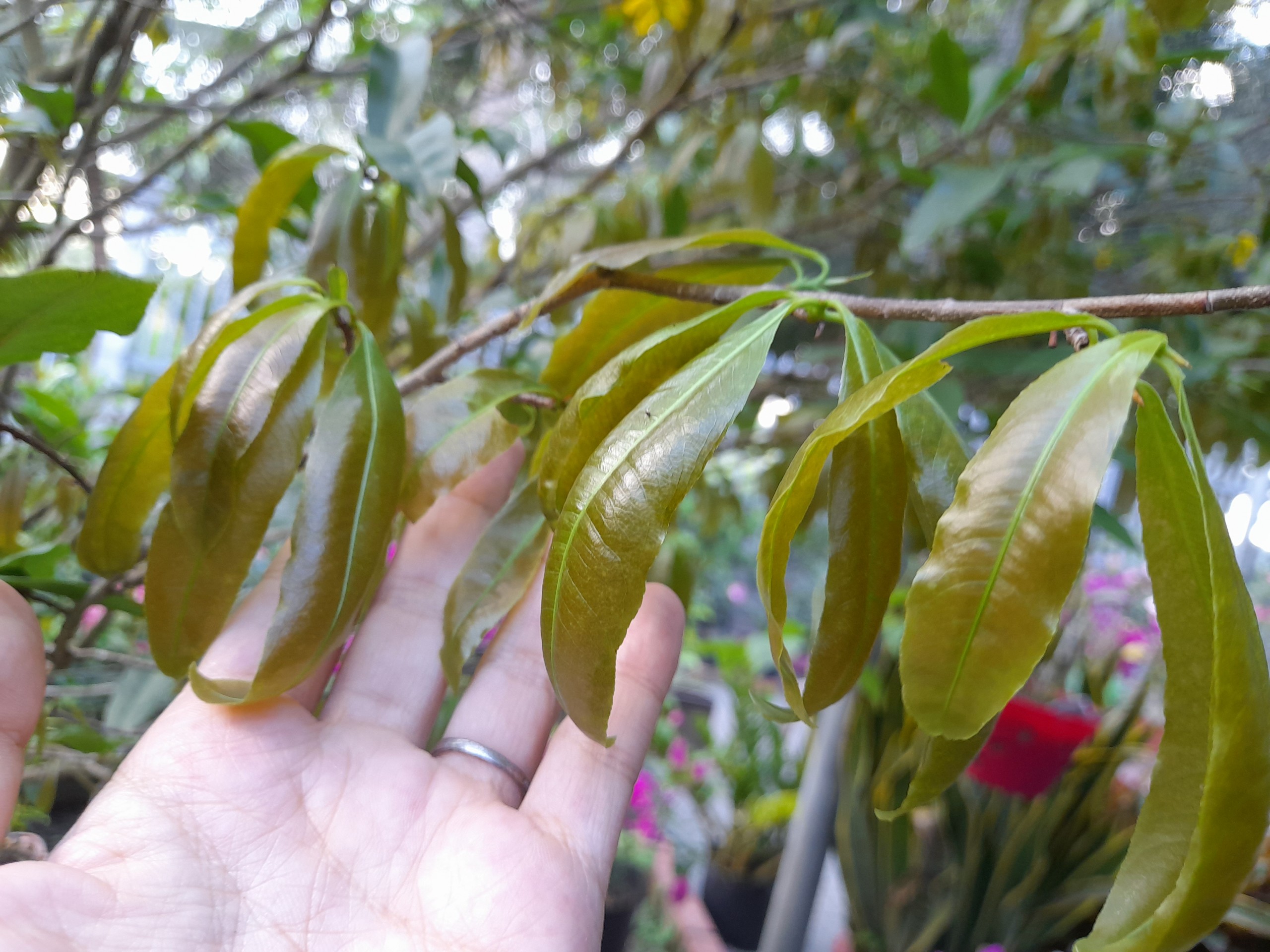 MAX ROOT BUNG ĐỌT RA RỄ MAI VÀNG CHAI 1 LÍT