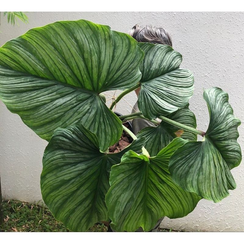 Cây Philodendron Mamei (cây size lớn)