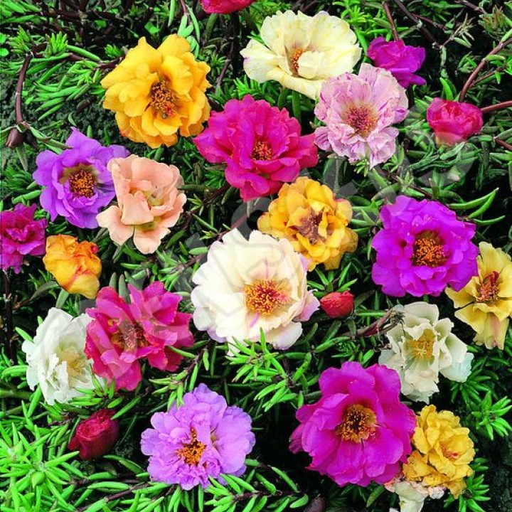 Hạt giống Hoa Mười Giờ Mix