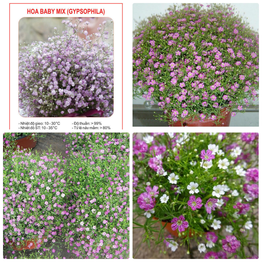 Hạt giống hoa Cúc Baby mix nhiều màu 50 hạt/ gói