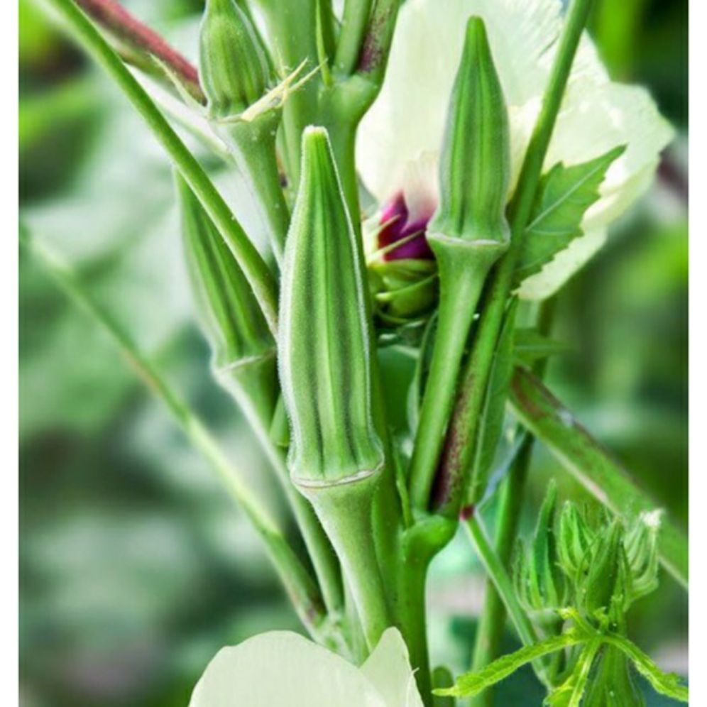 Hạt giống đậu bắp - gói 20gr