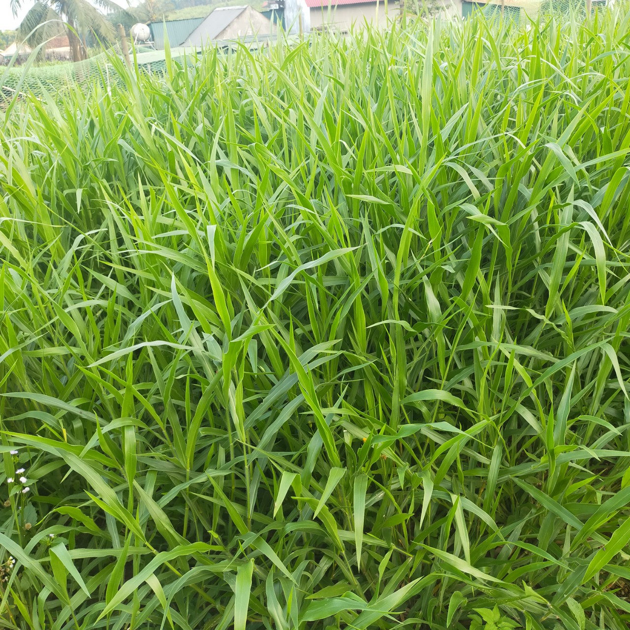 Cỏ Ruzi (Gói 100g) - Giống Cỏ Chăn Nuôi Chịu Dẫm Đạp
