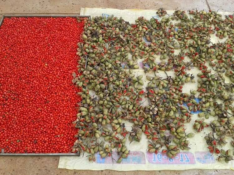 100G HẠT DỔI + 300G HẠT MẮC KHÉN
