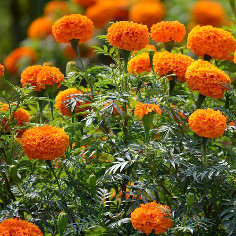 [HCM](Gói 1gr) Hạt giống hoa Vạn Thọ Pháp Cao Vàng Cam. Marigold Tall Orange Seeds