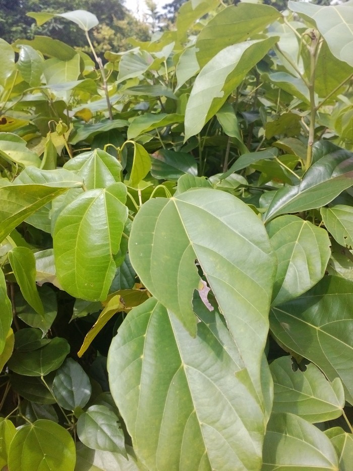Cây giống gỗ nghiến - 676767