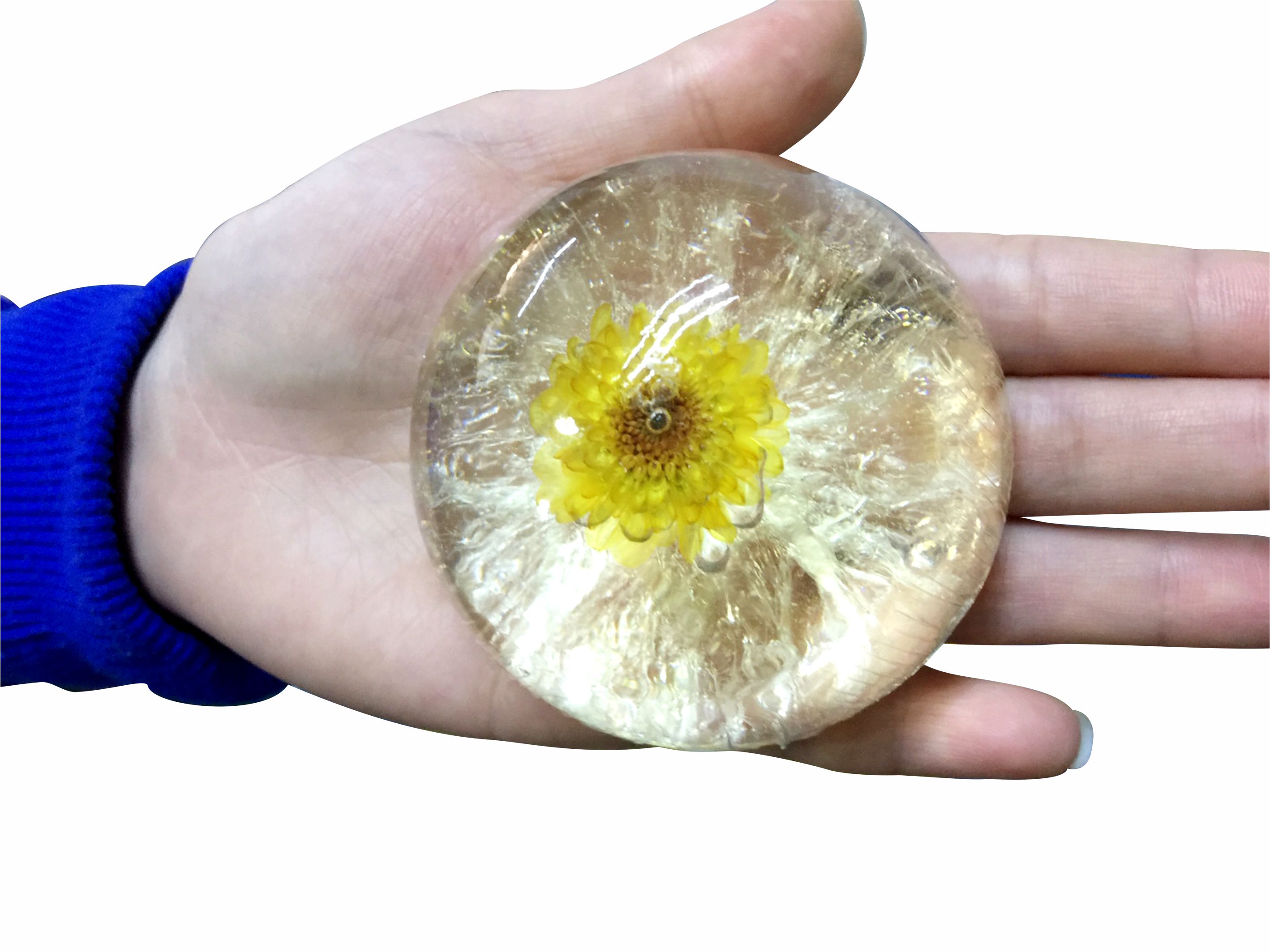 xà bông trong suốt / Chrysanthemum