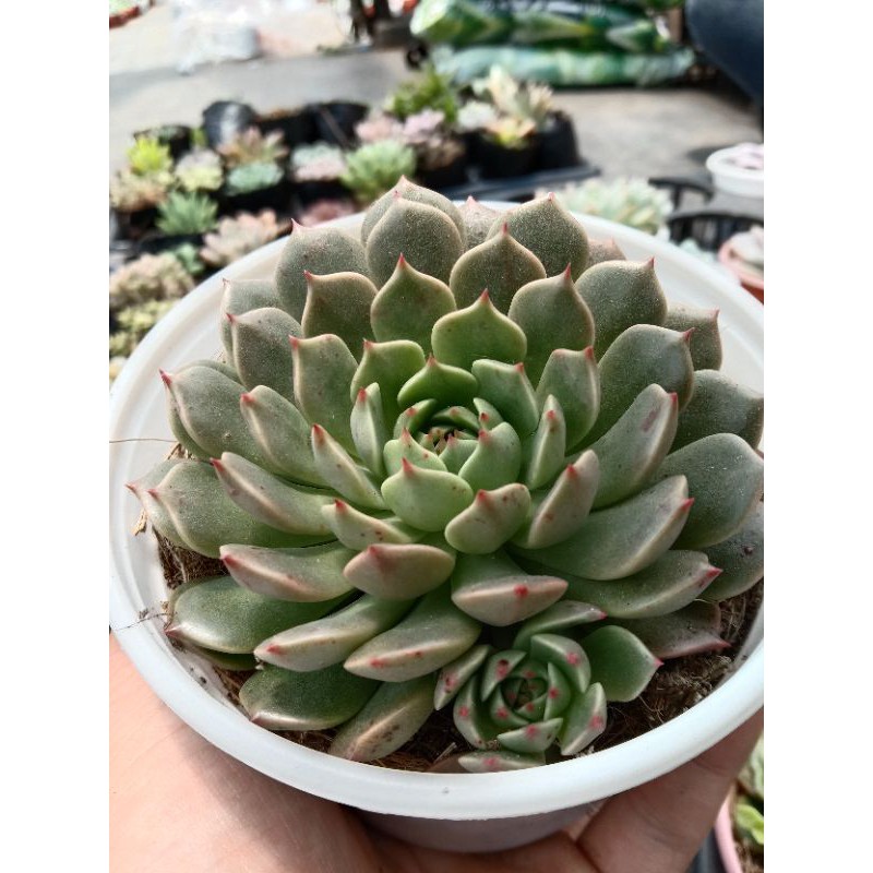 Sen Đá Ruby Xanh Size Trung, Xuất Xứ Đà Lạt, Lỗi 1 Đổi 1 ❣