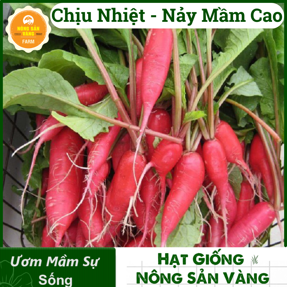 Tổng Hợp Các Hạt giống Ăn Quả, Củ, Nảy Mầm Cao, Sinh Trưởng, Phát Triển Khỏe - Nông Sản Vàng