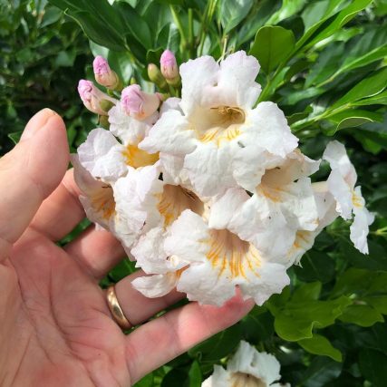 Cây Nguyệt Quế Thái - Cây cảnh sân vườn