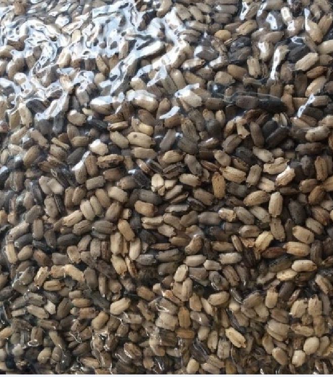 Hạt Giống Cây Xạ Đen - ( Cây dược liêu- 50hạt )