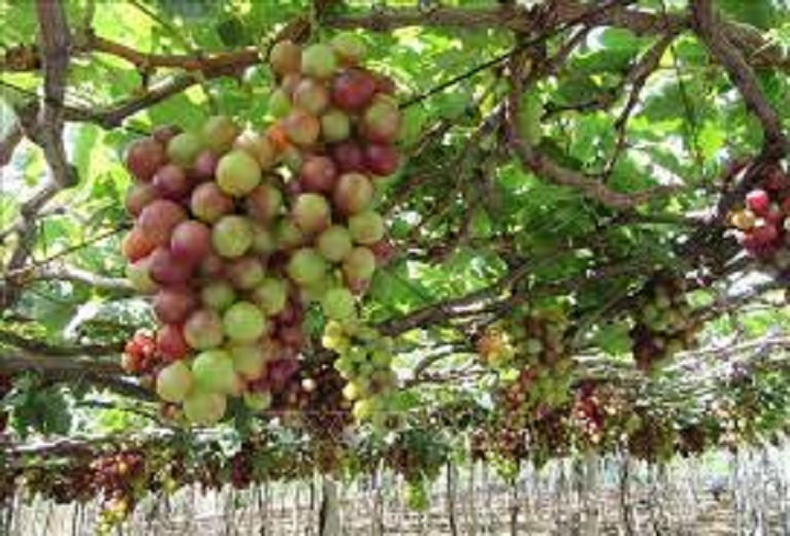 Cây giống nho tím Ninh Thuận sai quả